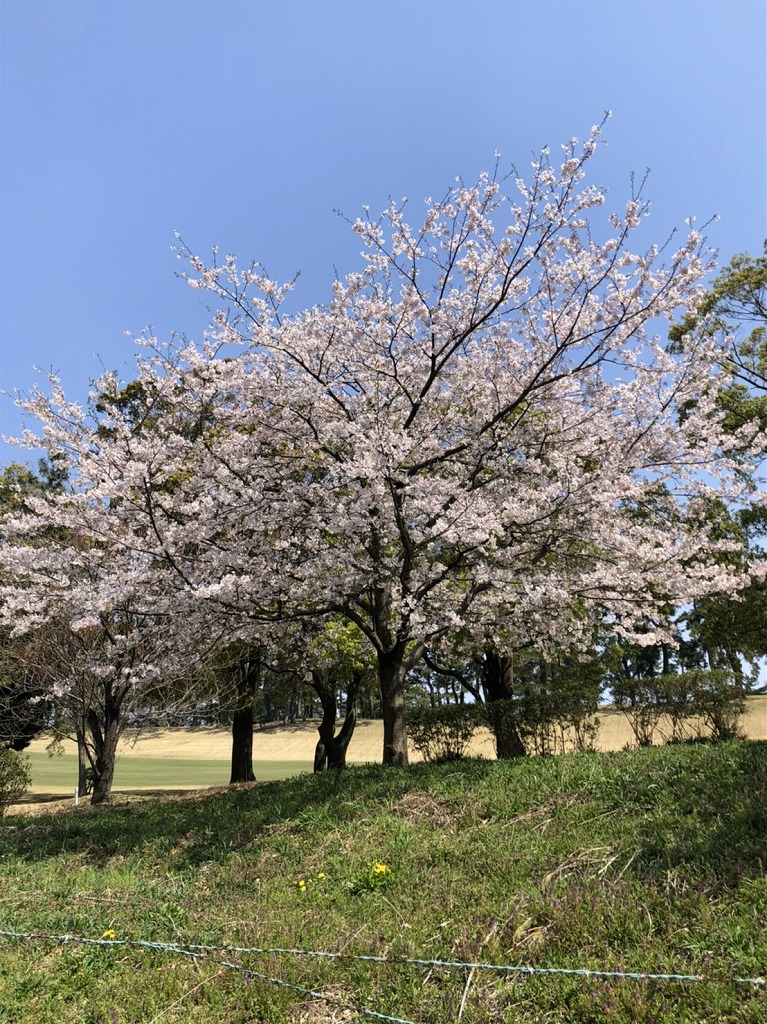 年04月06日 ひっそりお花見